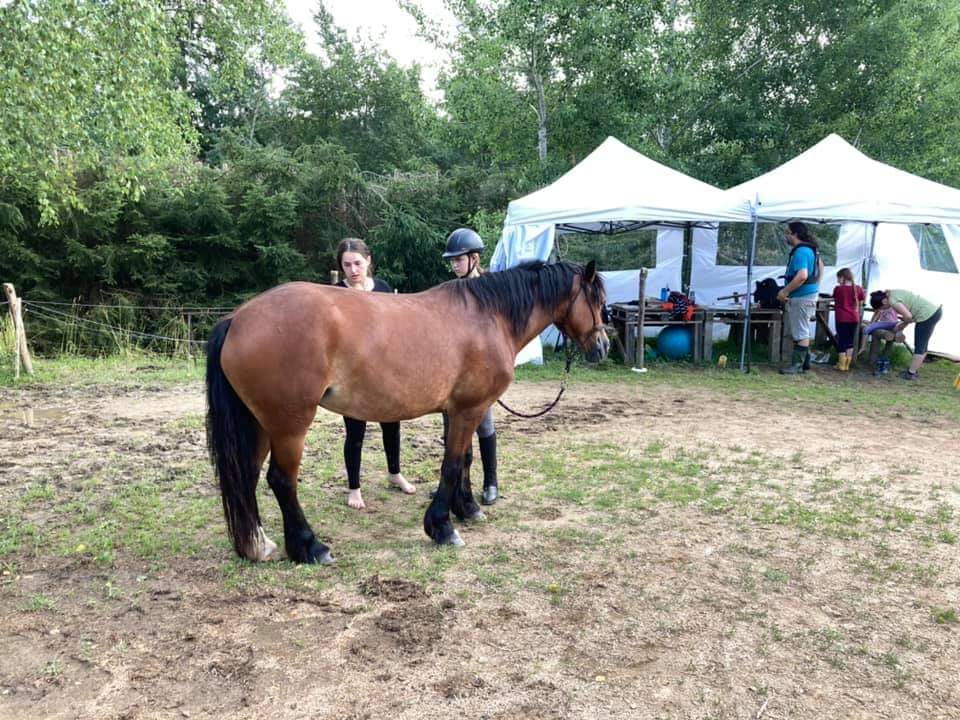 Koňský tábor na jihu Čech